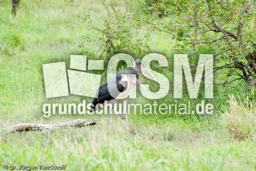 Marabu (18 von 33).jpg